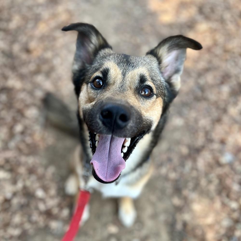 Taz, a Adoptable mixed breed in Jamestown, CA image 3/5