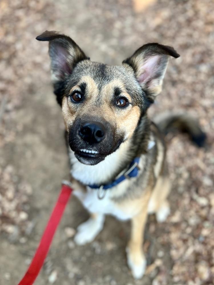Taz, a Adoptable mixed breed in Jamestown, CA image 4/5