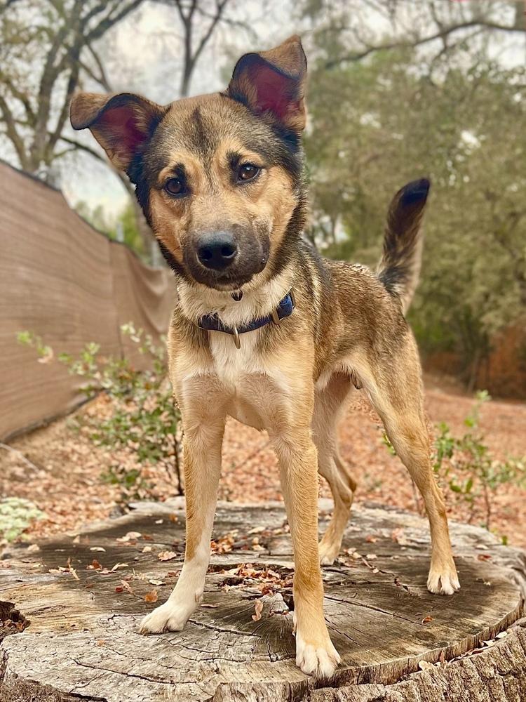 Taz, a Adoptable mixed breed in Jamestown, CA image 5/5