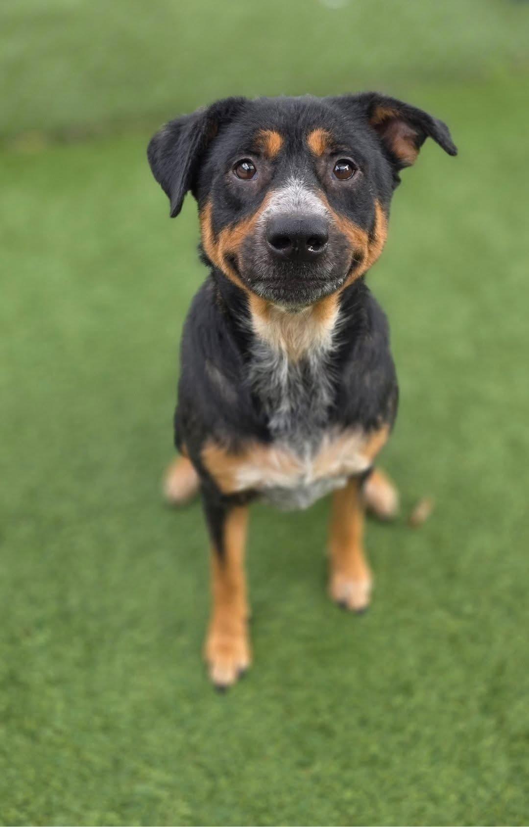 Enlarge Sweater, a Adopted Mixed Breed in South Kingstown, RI image 1/1
