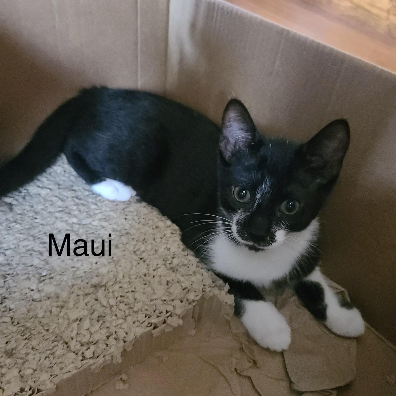 Maui, Adoptable, Kitten Male Domestic Short Hair.