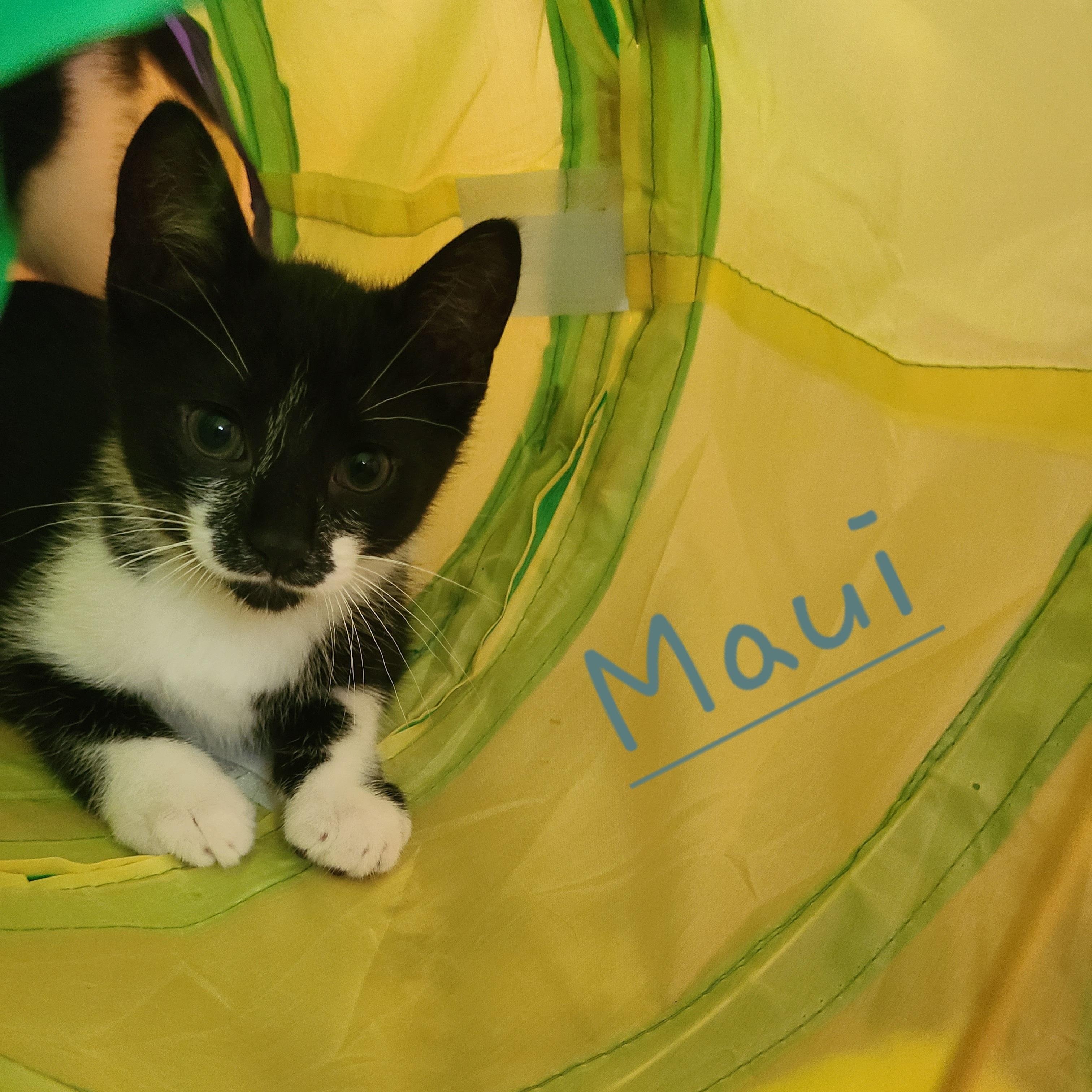 Maui, a Adoptable Domestic Short Hair in Menasha, WI image 2/2