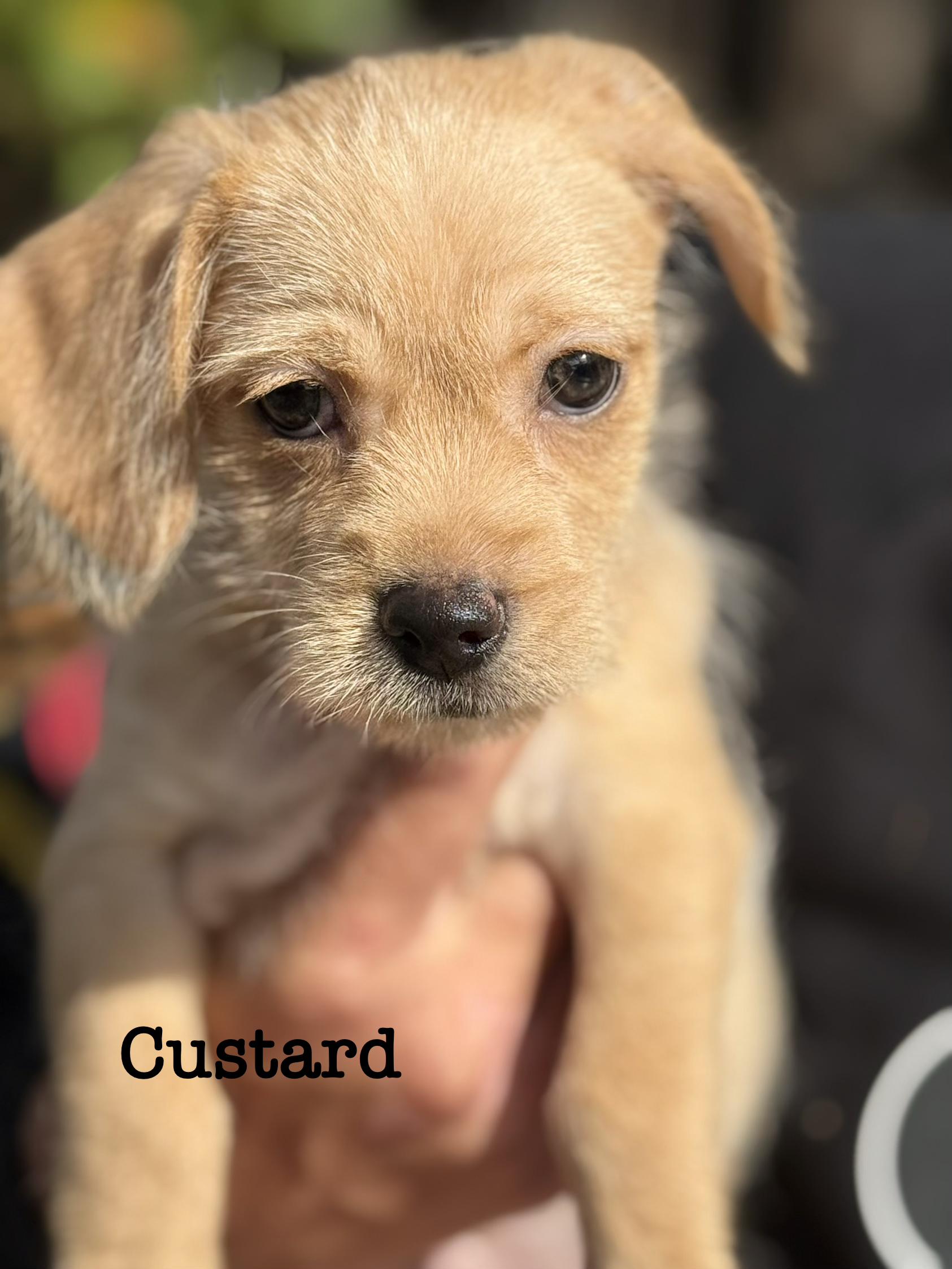Enlarge Custard, a Adopted mixed breed in benicia, CA image 3/3