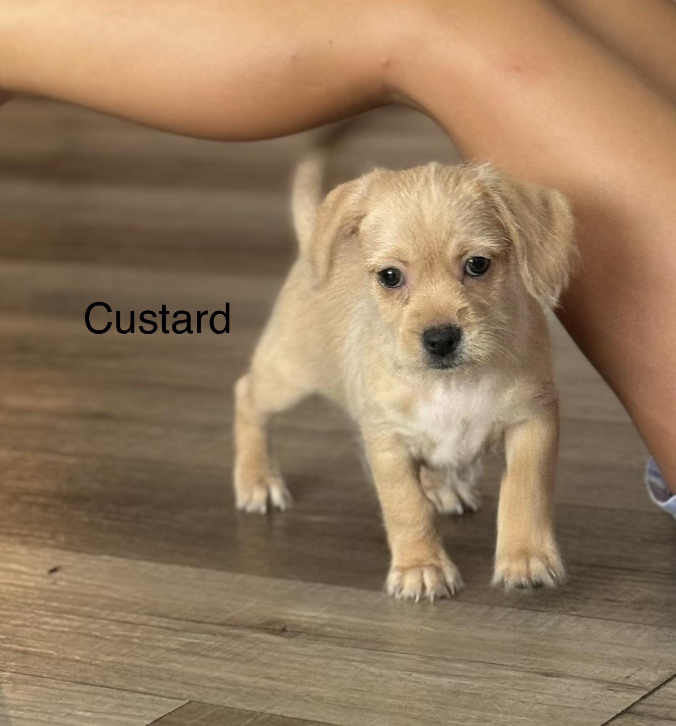 Custard, Adopted, Puppy Male Beagle.