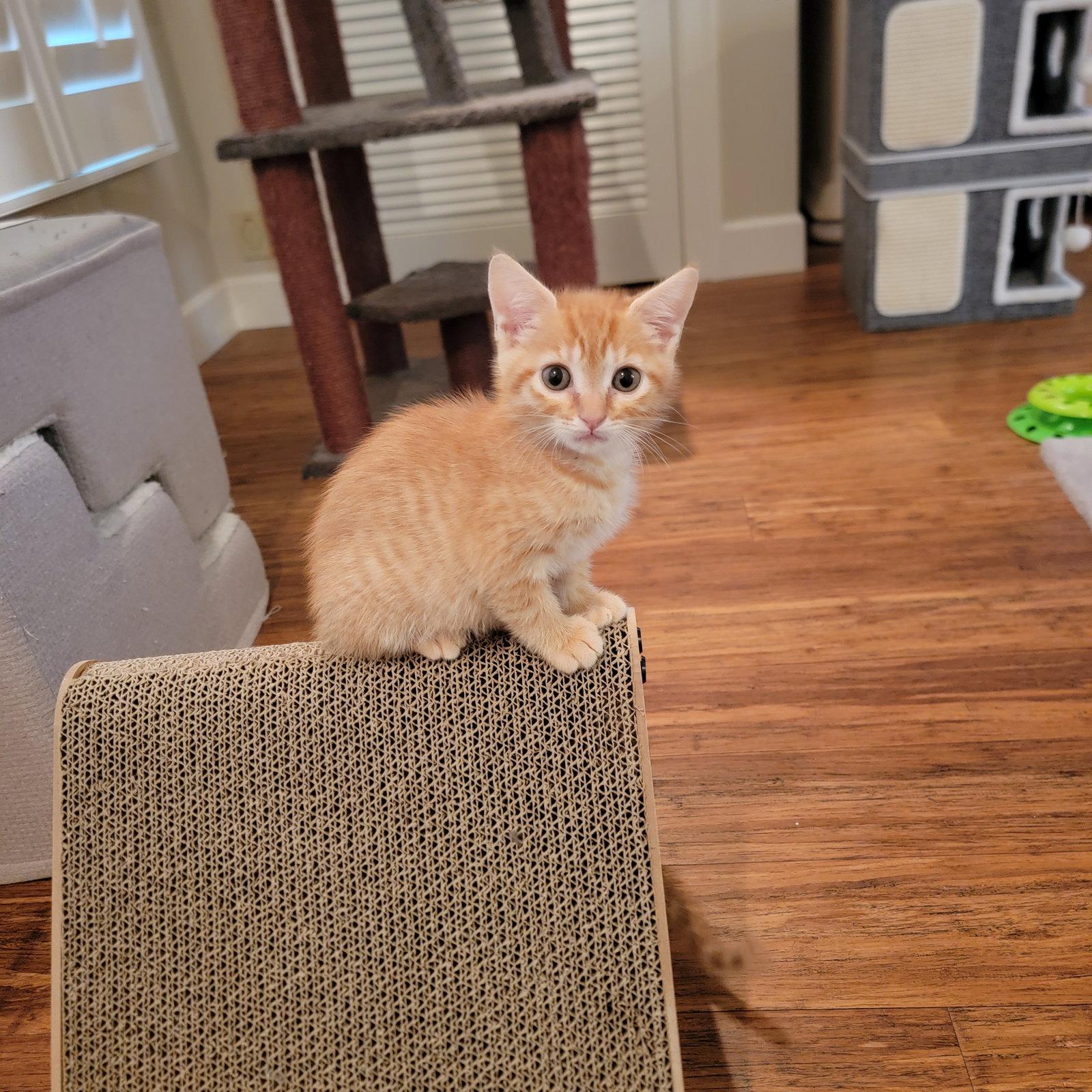 Enlarge Flynn, a Adoptable Domestic Short Hair in Boynton Beach, FL image 1/2