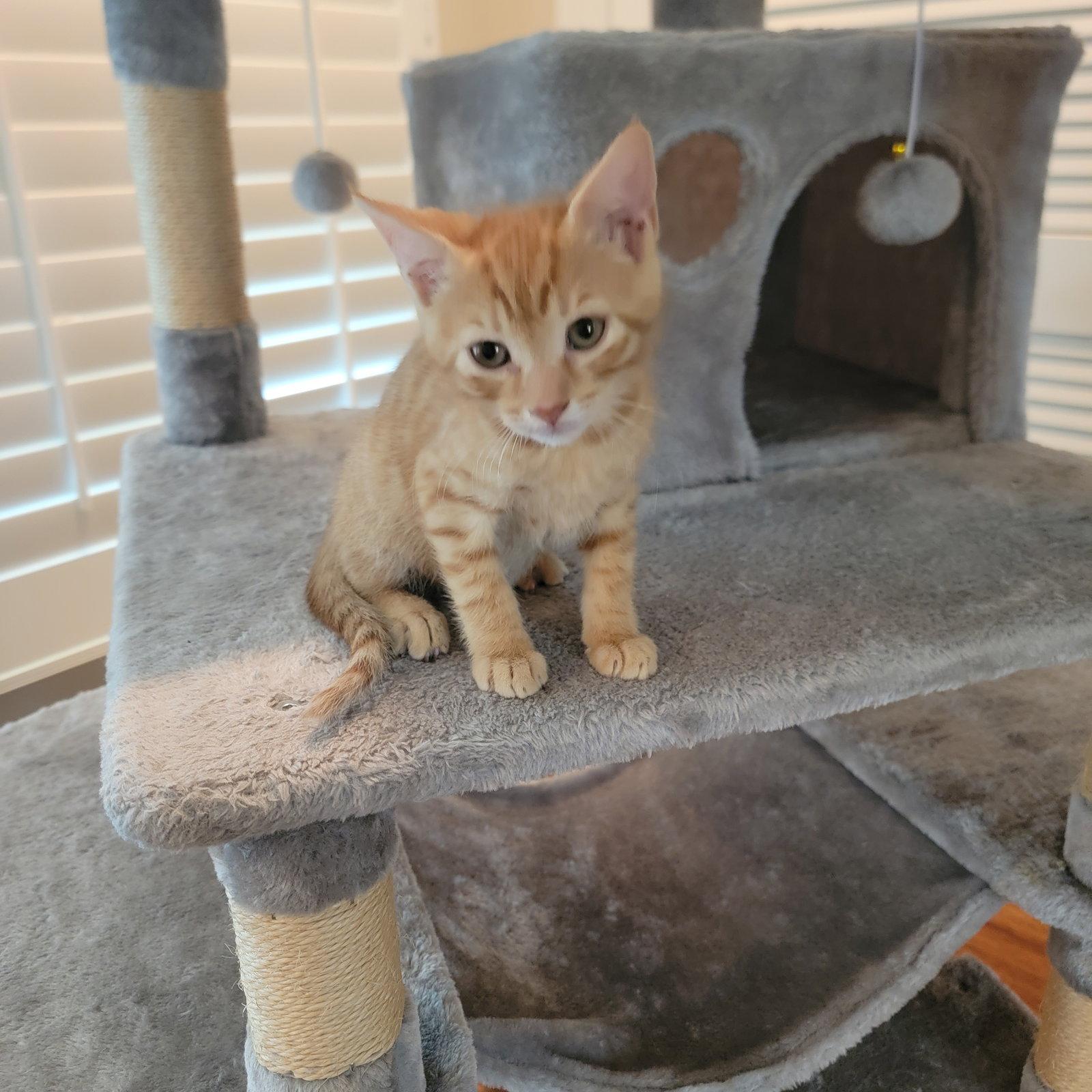 Enlarge Flynn, a Adoptable Domestic Short Hair in Boynton Beach, FL image 2/2