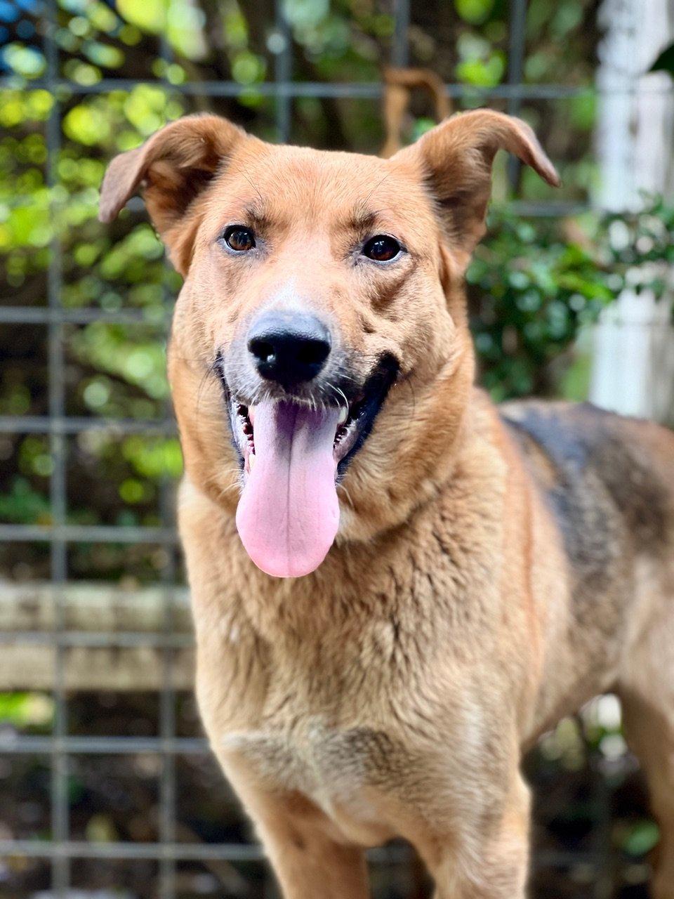 Enlarge Maya, a Adoptable mixed breed in Gualala, CA image 1/2