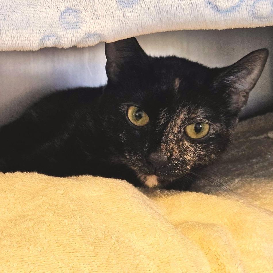 Darlene, Adoptable, Adult Female Domestic Short Hair.