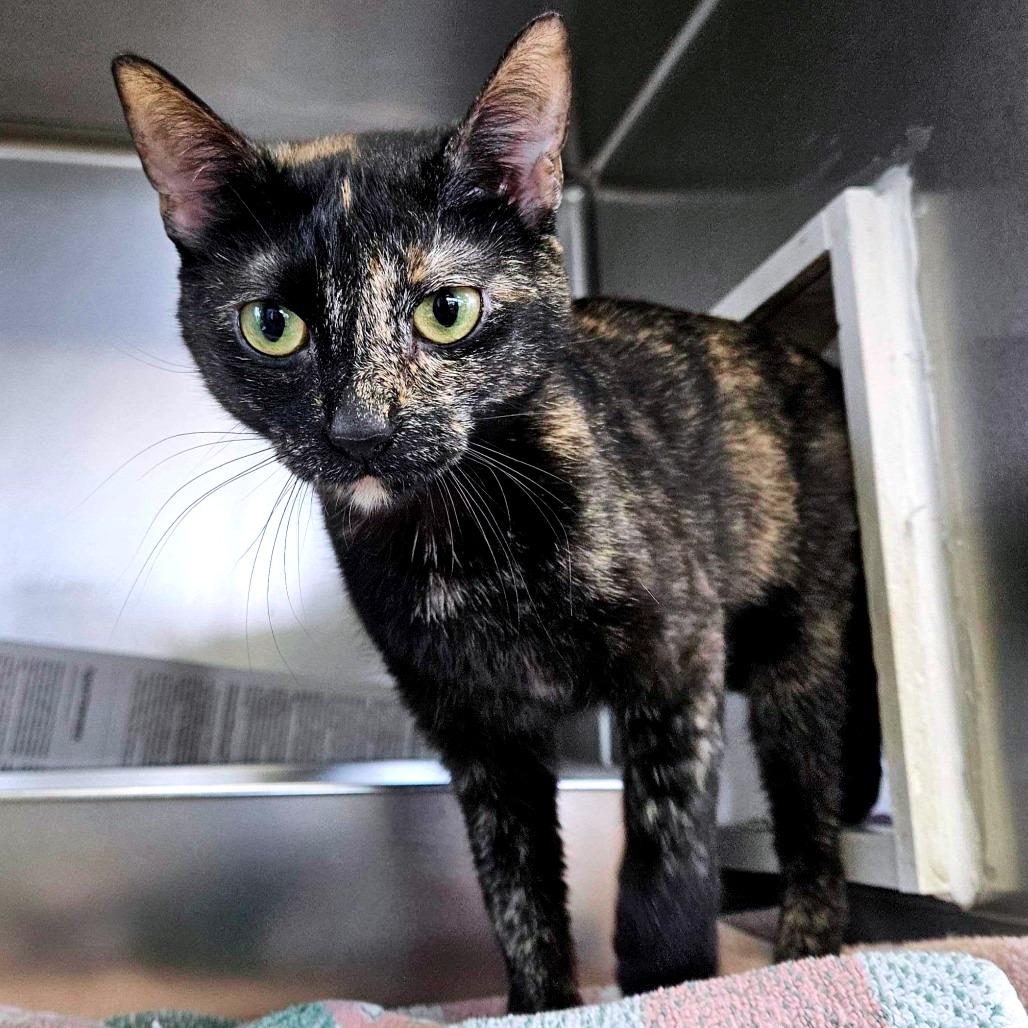 Enlarge Darlene, a Adoptable Domestic Short Hair in Dover, NH image 2/3