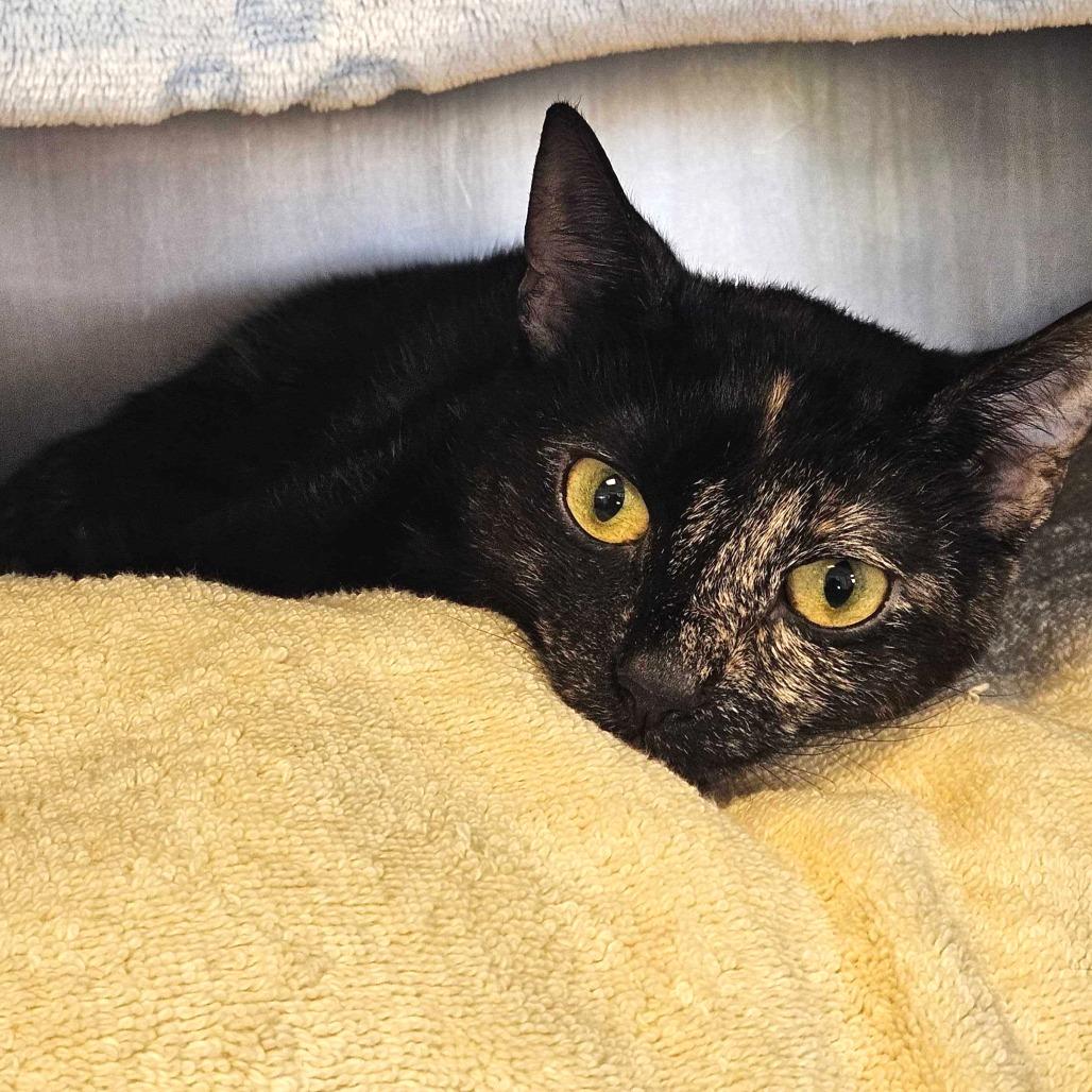 Enlarge Darlene, a Adoptable Domestic Short Hair in Dover, NH image 3/3