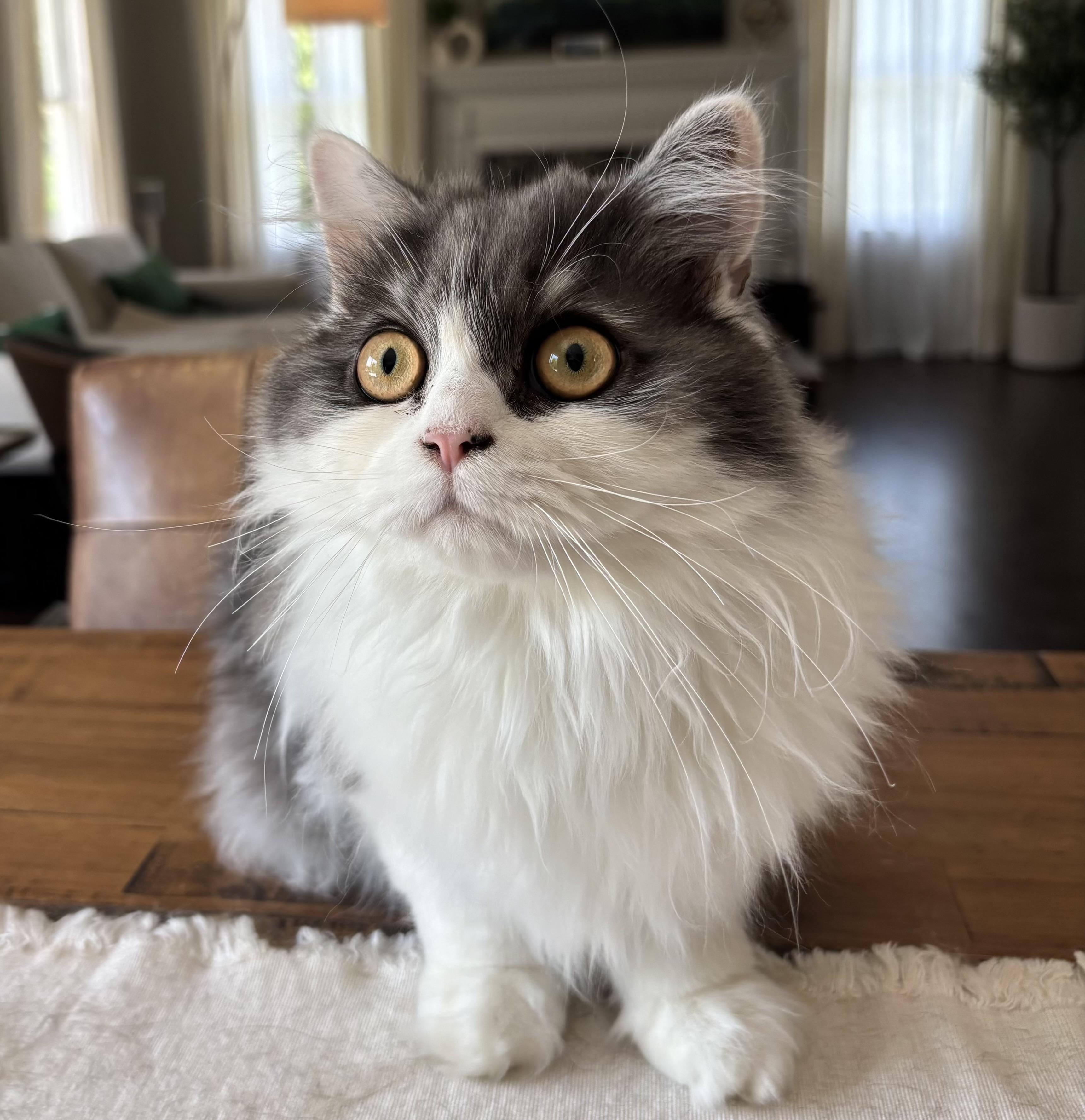 Cannoli, an adopted Persian in Allentown, NJ image 3/5