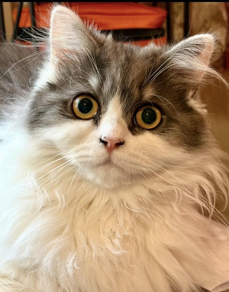 Cannoli, an adopted Persian in Allentown, NJ image 5/5