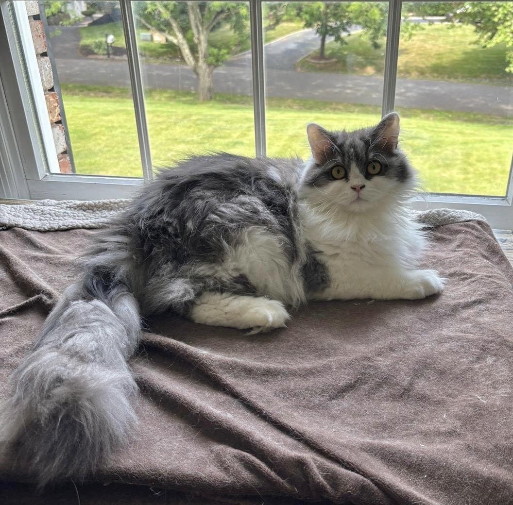 Cannoli, an adopted Persian in Allentown, NJ image 4/5