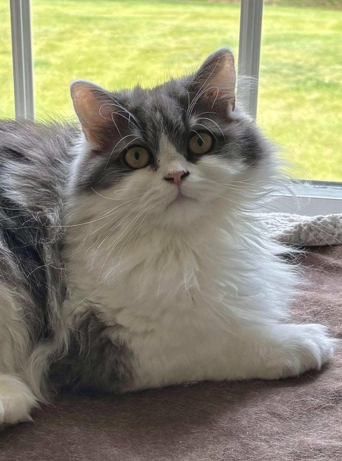Cannoli, an adopted Persian in Allentown, NJ image 1/5