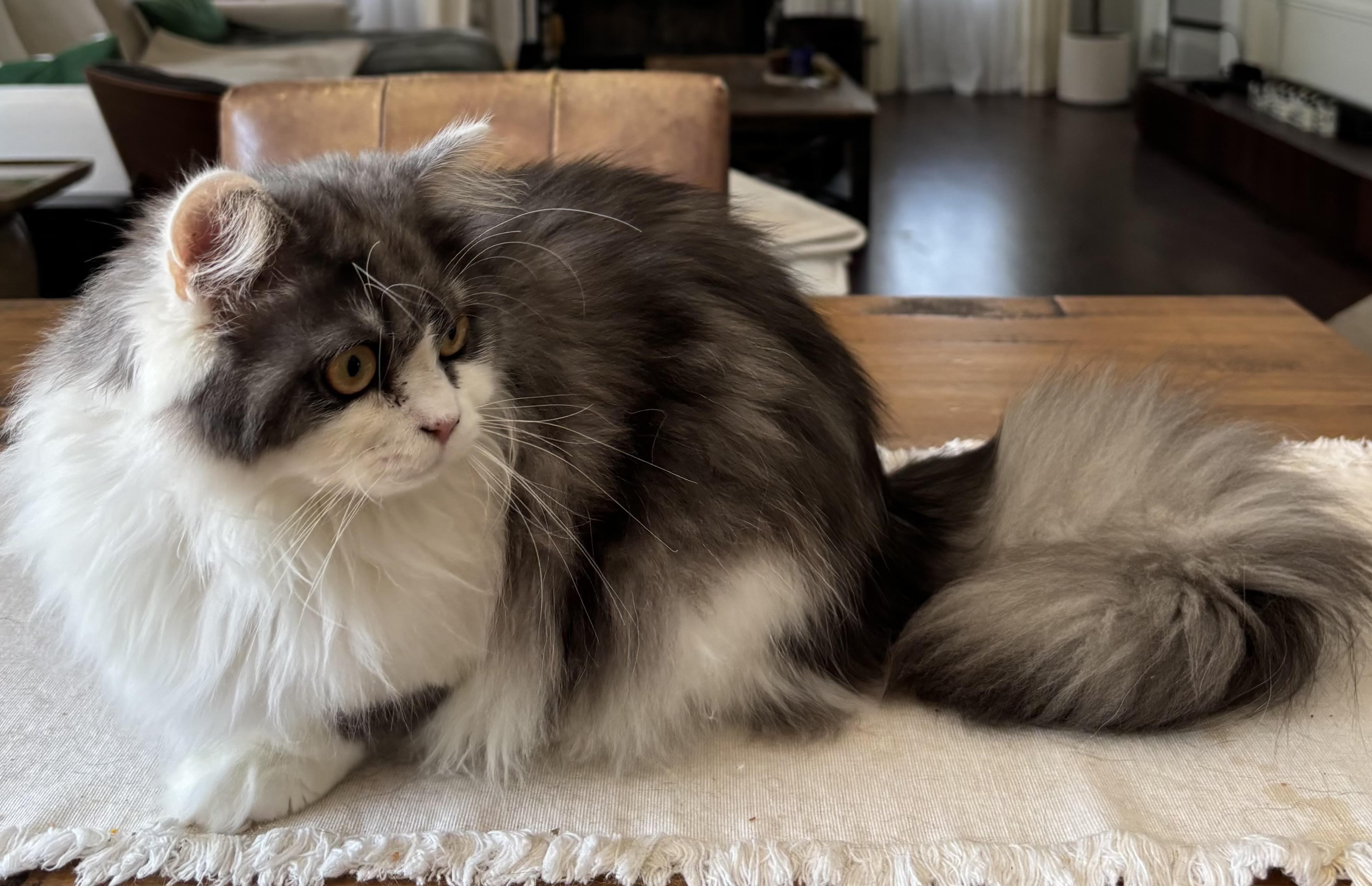 Cannoli, an adopted Persian in Allentown, NJ image 2/5