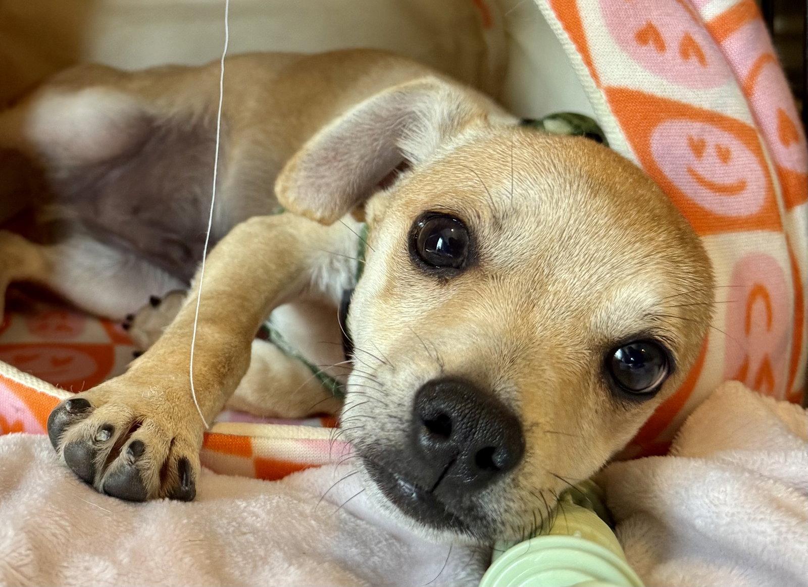 Maui, Adopted, Puppy Male Chihuahua.