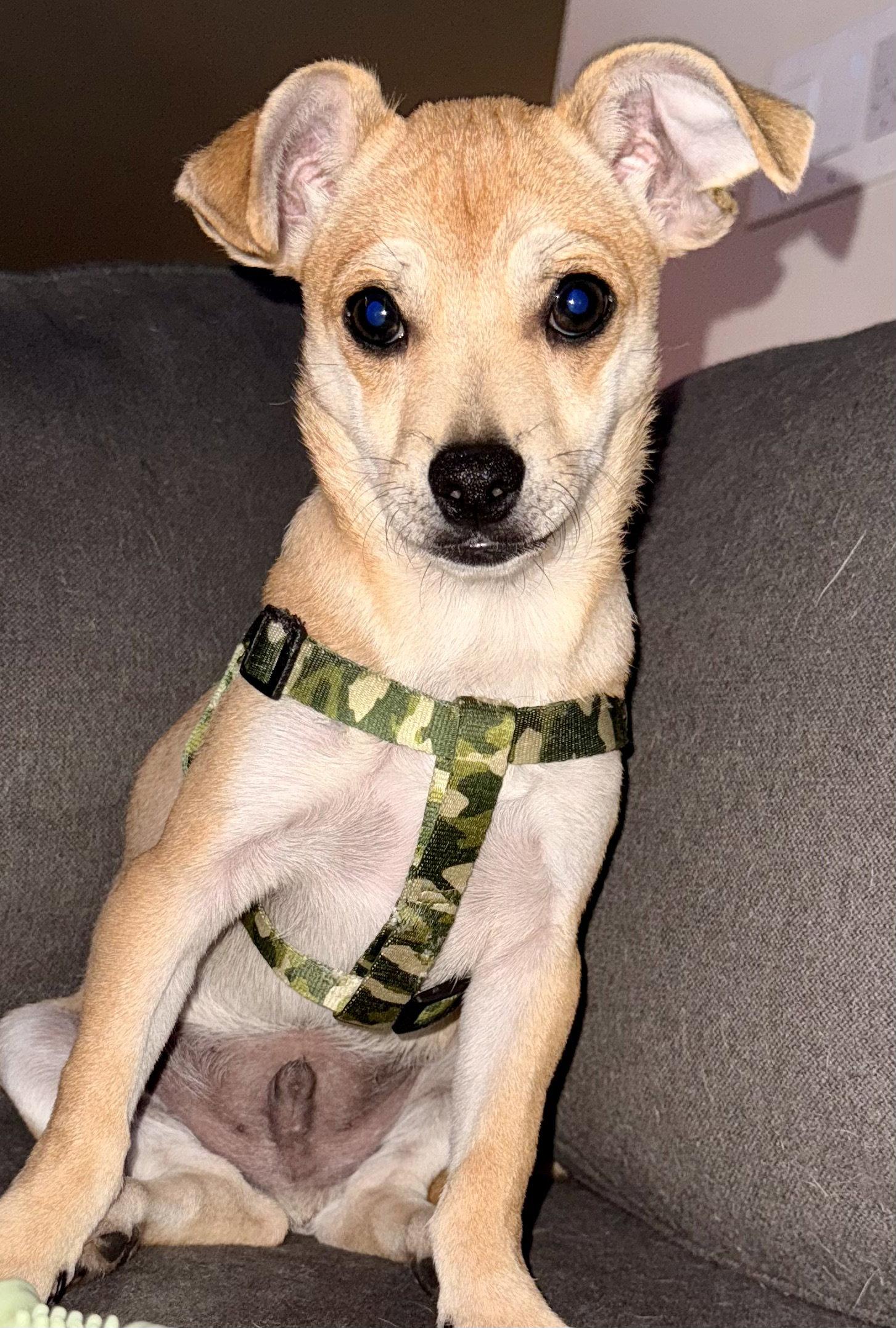 Enlarge Maui, a Adopted Chihuahua in Lake Hopatcong, NJ image 2/2