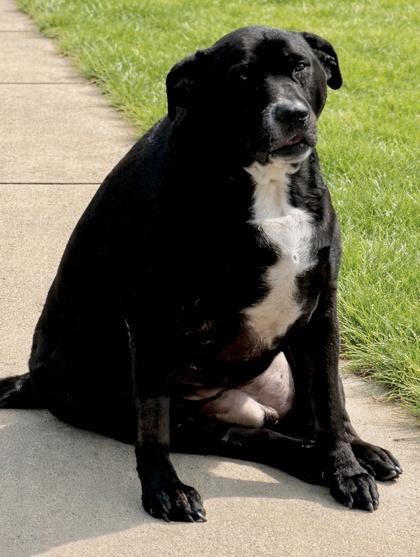 WallE, Adoptable, Adult Male Boxer & Labrador Retriever.
