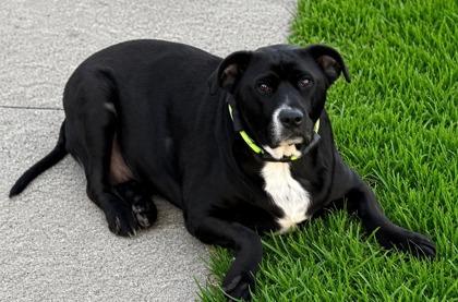WallE, a Adoptable mixed breed in Malvern, PA image 2/3