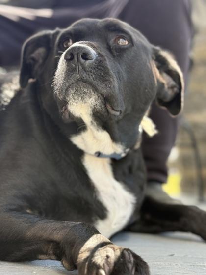 WallE, a Adoptable mixed breed in Malvern, PA image 3/3