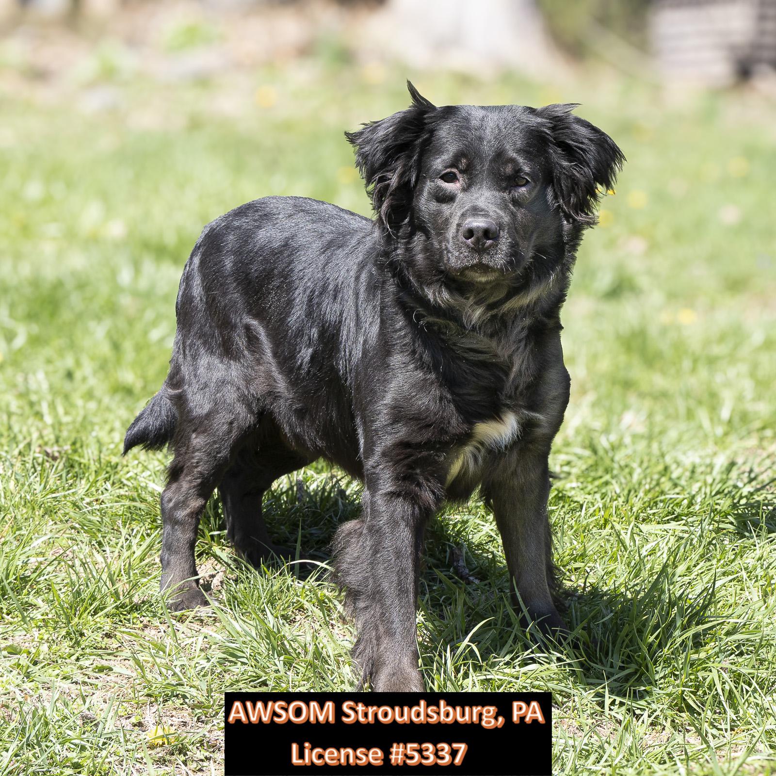 Enlarge Dodge, a ADOPTABLE mixed breed in Stroudsburg, PA image 2/2