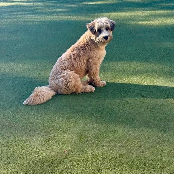 Enlarge Portland, an adopted mixed breed in wildersville, TN image 3/6