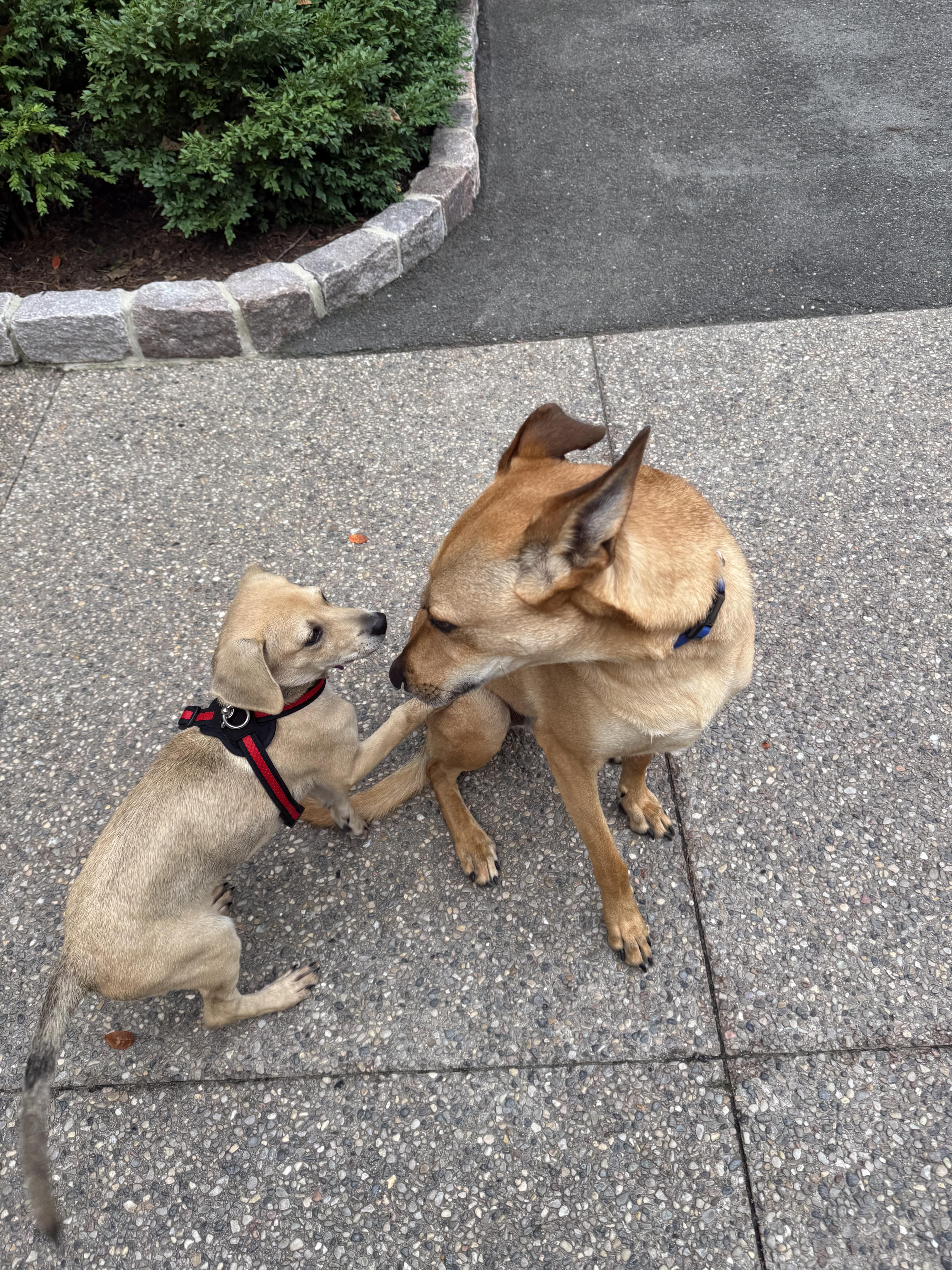 Enlarge Penelope, an adopted mixed breed in Bloomfield Hills, MI image 2/5