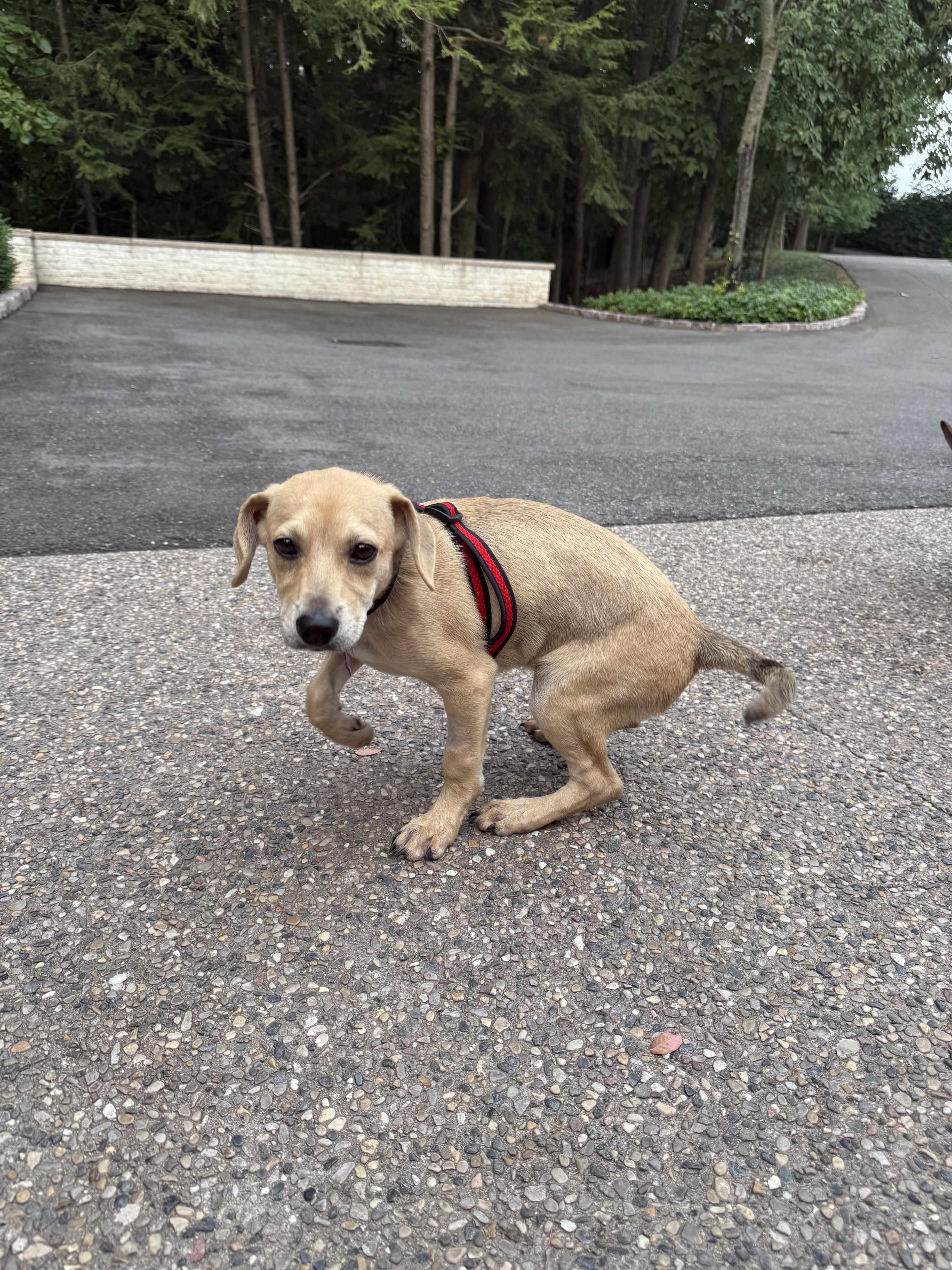 Enlarge Penelope, an adopted mixed breed in Bloomfield Hills, MI image 4/5