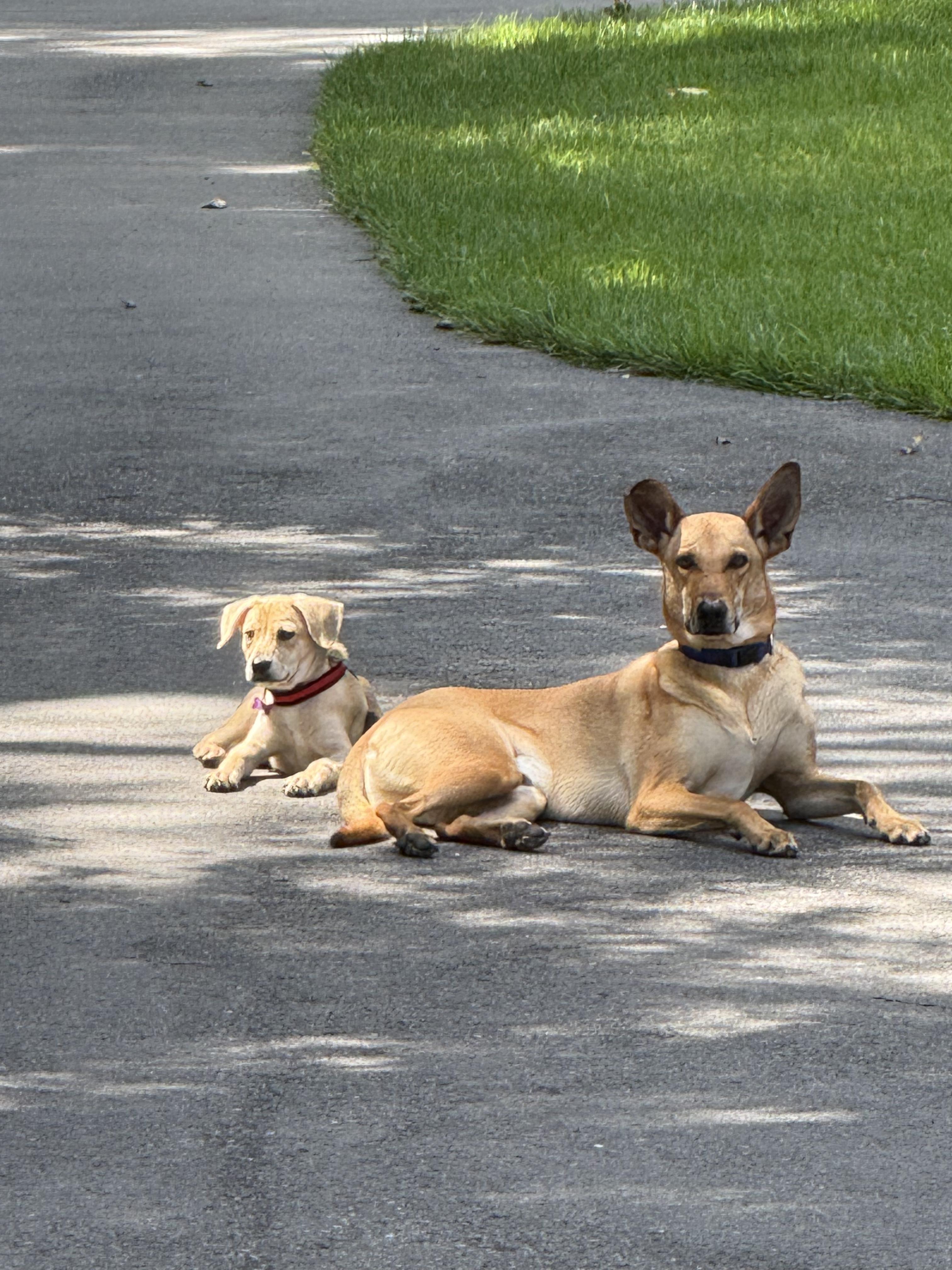 Enlarge Penelope, an adopted mixed breed in Bloomfield Hills, MI image 3/5