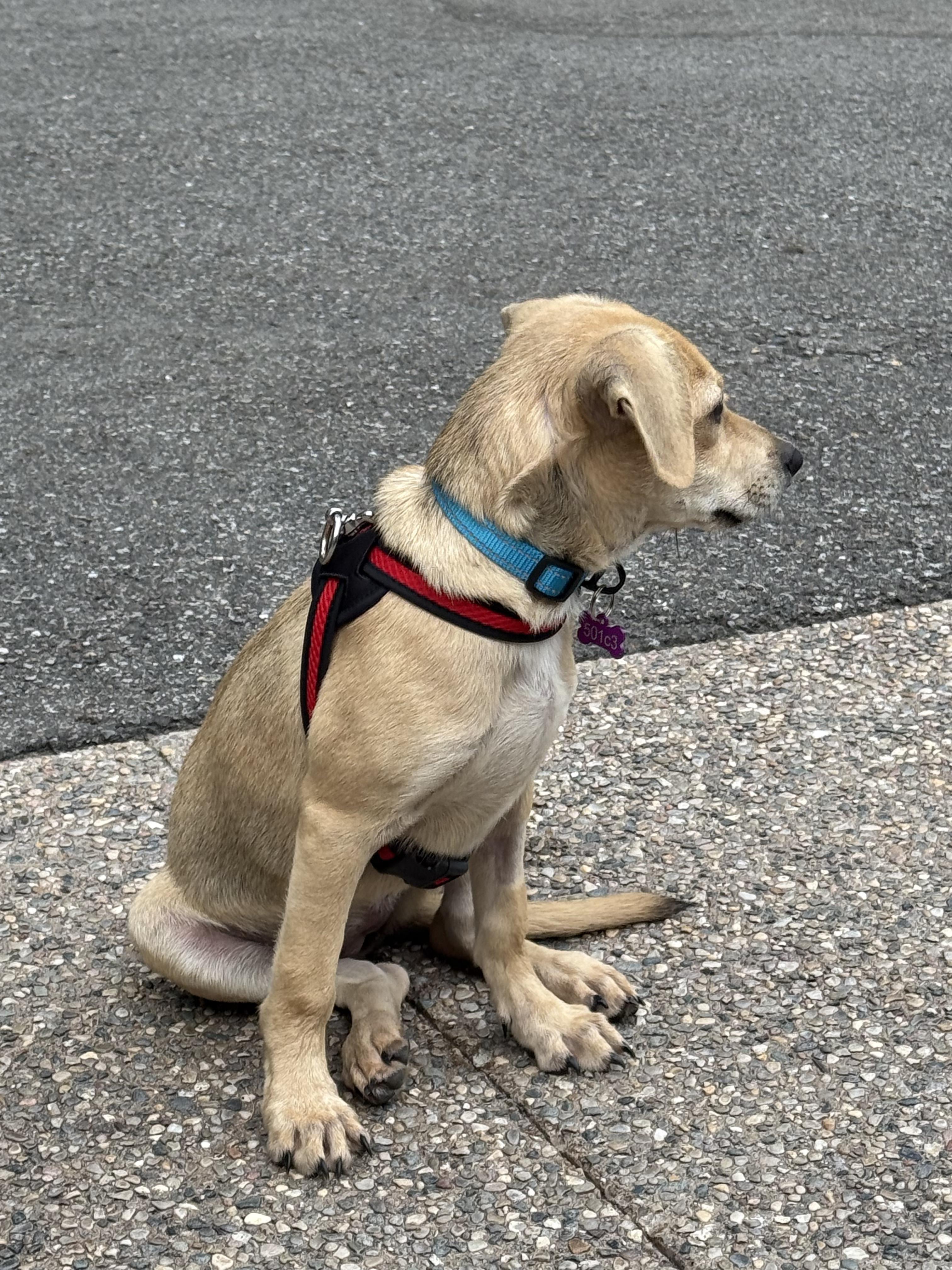 Enlarge Penelope, an adopted mixed breed in Bloomfield Hills, MI image 5/5