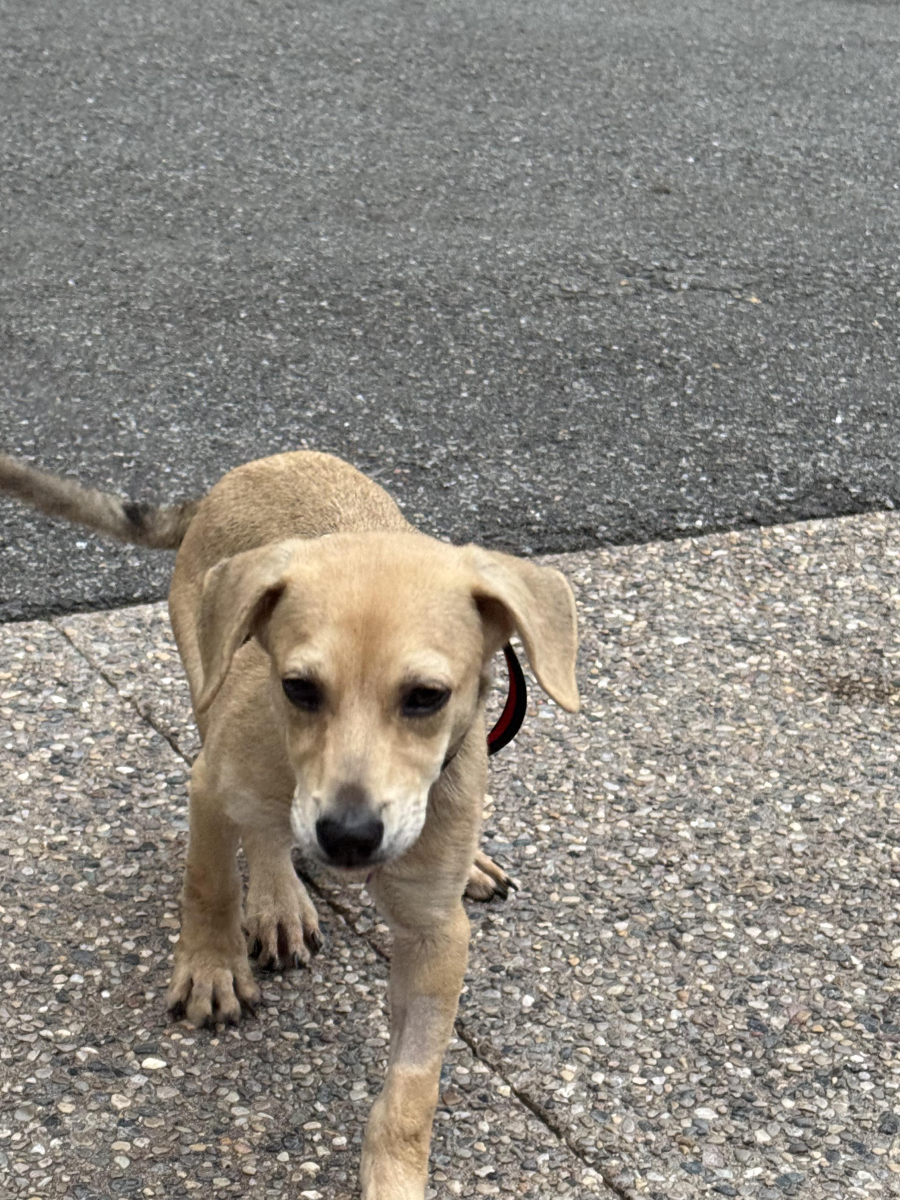 Penelope, adopted, Puppy Female Beagle & Dachshund.