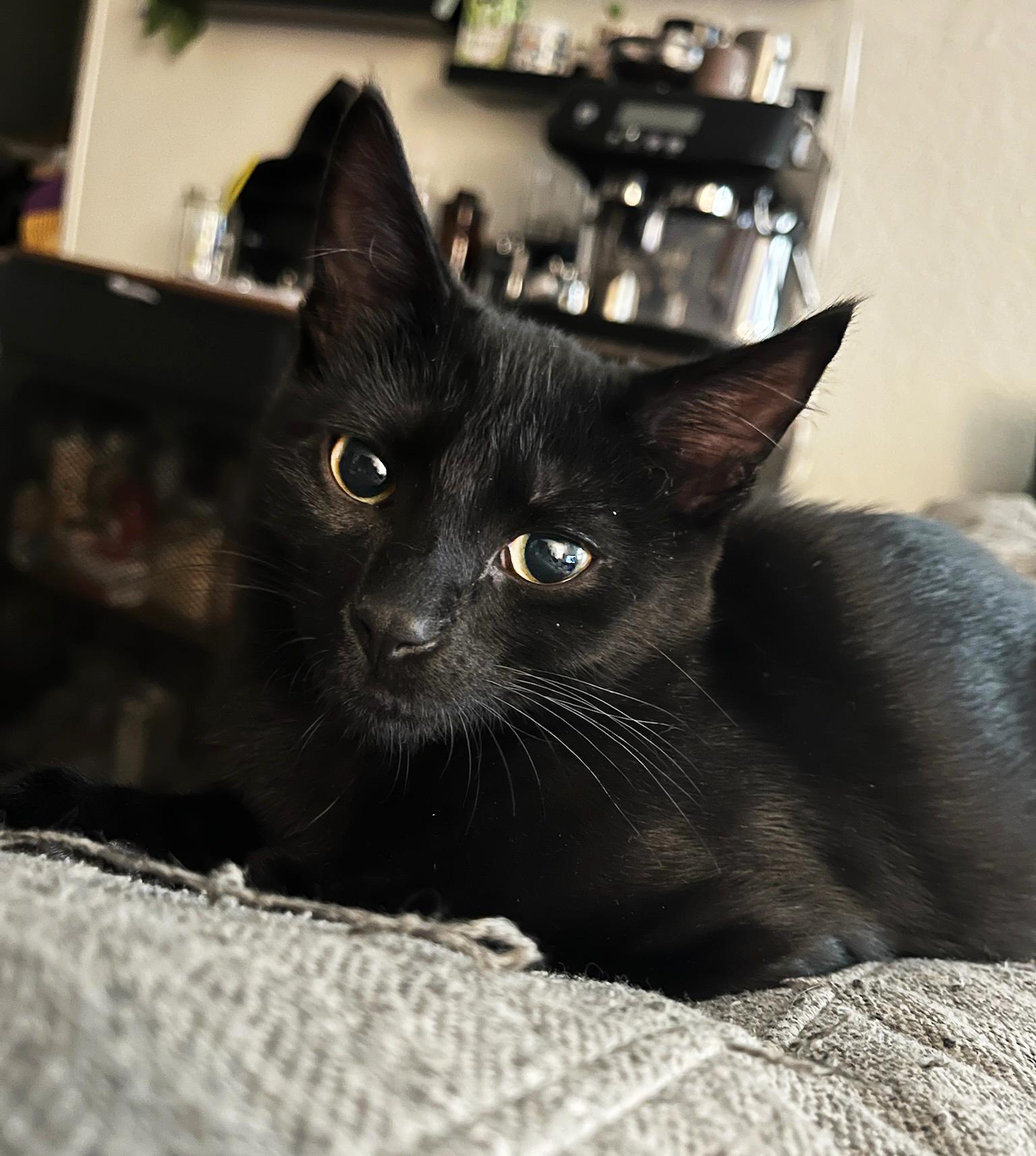 Enlarge Sesame and Nori, a Adoptable Domestic Short Hair in Asheville, NC image 1/2