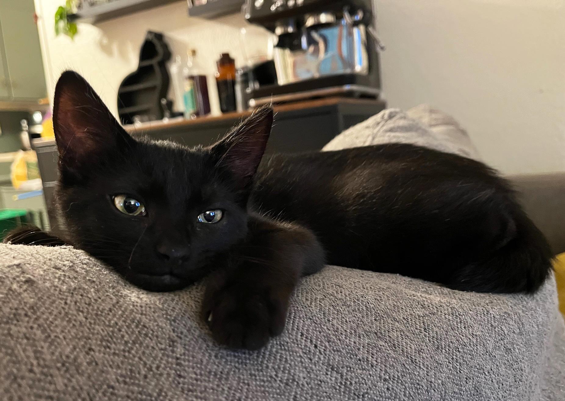 Enlarge Sesame and Nori, a Adoptable Domestic Short Hair in Asheville, NC image 2/2