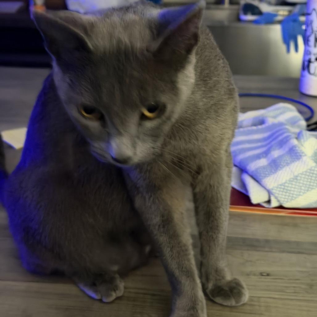 Penny Blue, Adoptable, Adult Female Russian Blue & Domestic Short Hair.
