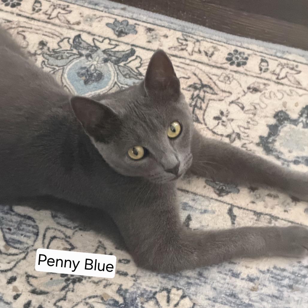 Enlarge Penny Blue, a Adoptable mixed breed in Baytown, TX image 2/5