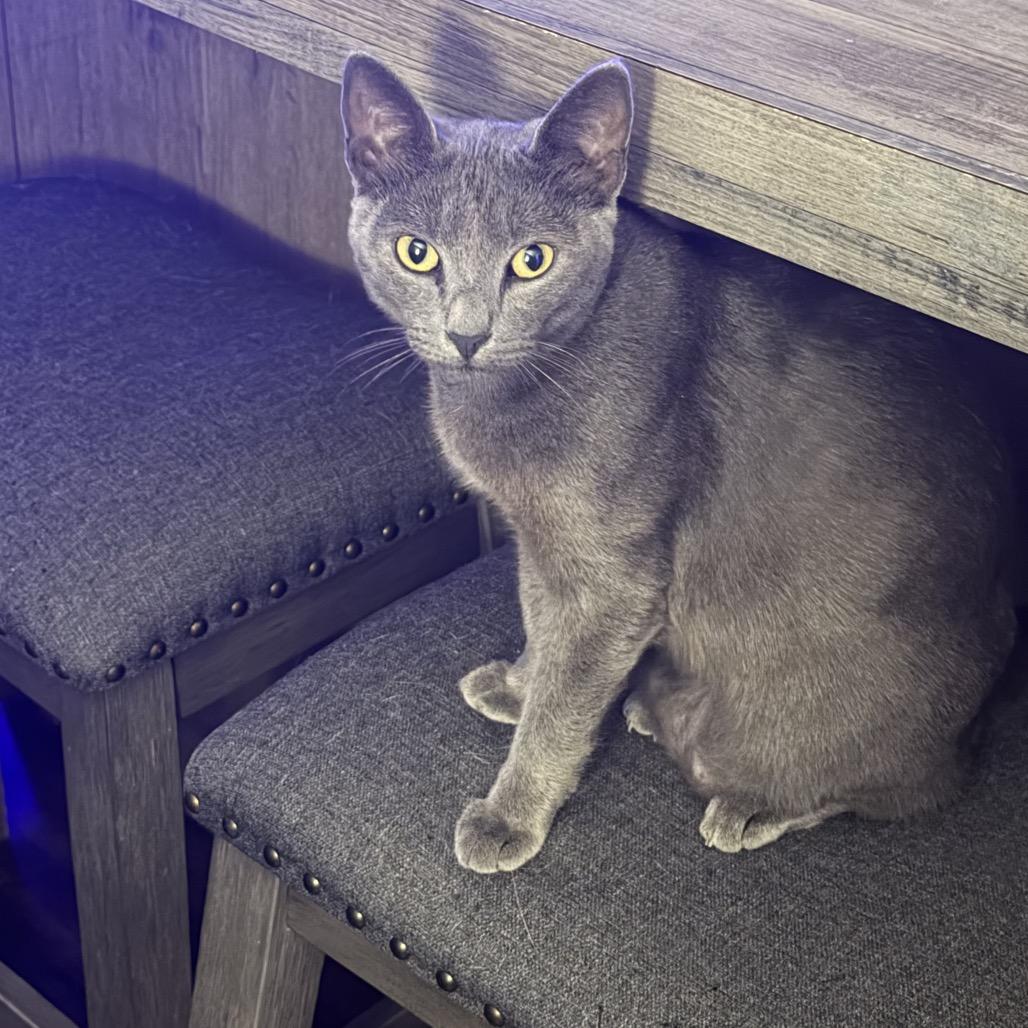 Enlarge Penny Blue, a Adoptable mixed breed in Baytown, TX image 3/5