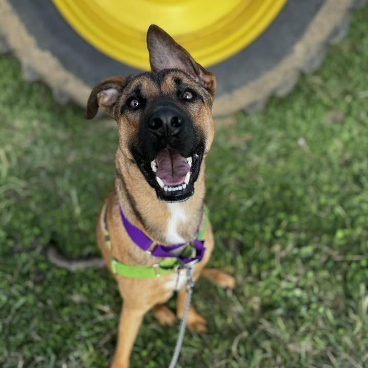 Enlarge Joker, a Adoptable mixed breed in Chicago, IL image 1/6