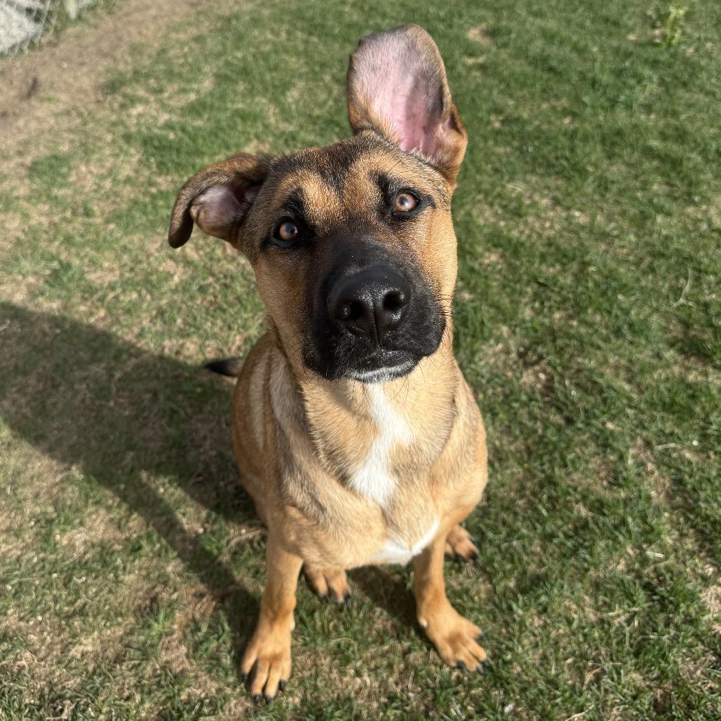 Joker, Adoptable, Young Male Shepherd & Mixed Breed.