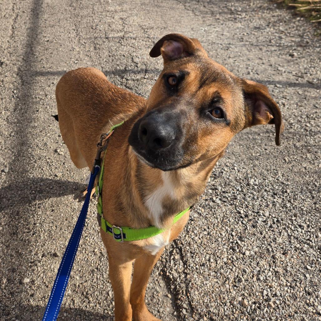 Enlarge Joker, a Adoptable mixed breed in Chicago, IL image 2/6