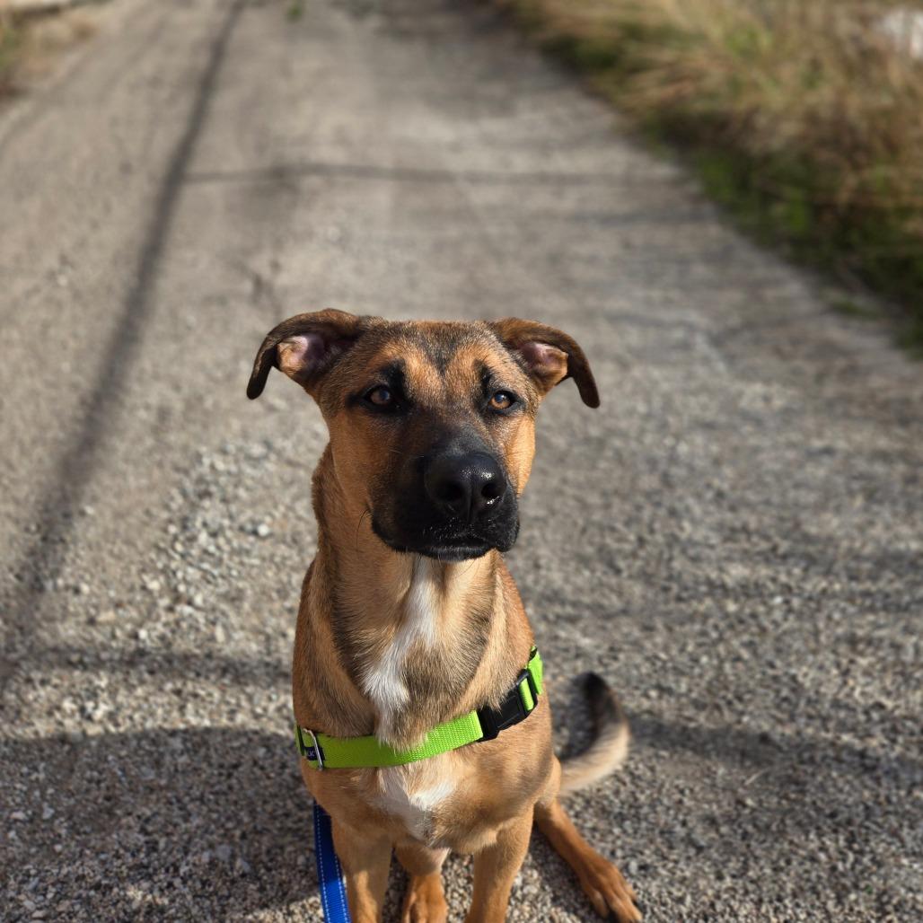 Joker, Adoptable, Young Male Shepherd & Mixed Breed.