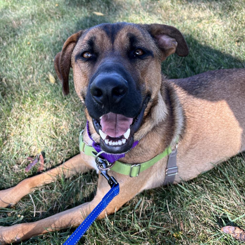 Enlarge Joker, a Adoptable mixed breed in Chicago, IL image 4/6