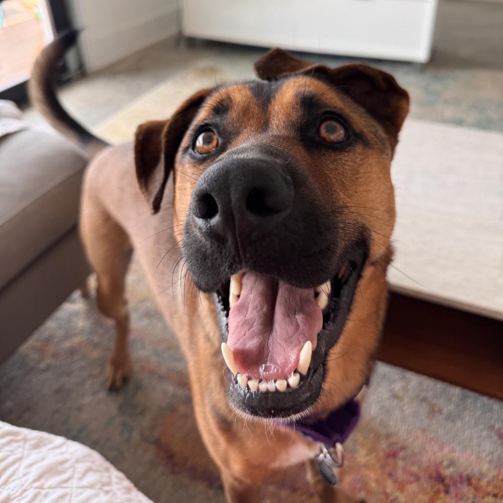 Enlarge Joker, a Adoptable mixed breed in Chicago, IL image 4/6