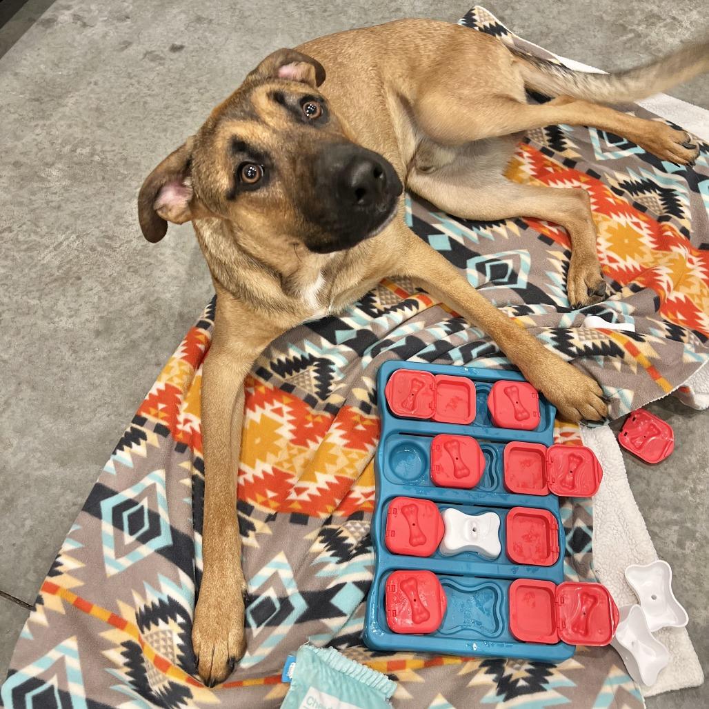 Enlarge Joker, a Adoptable mixed breed in Chicago, IL image 5/6