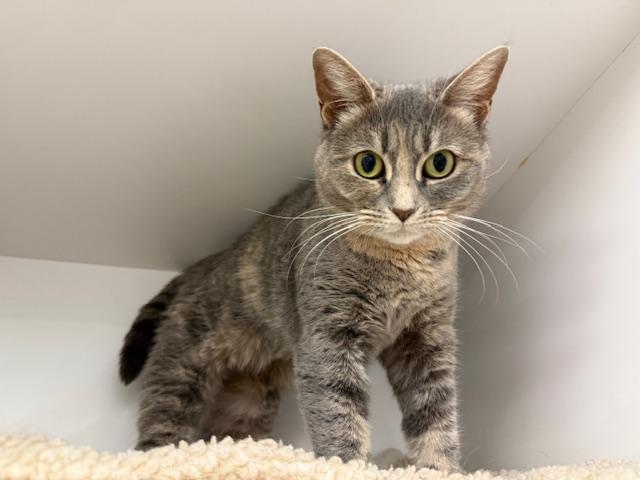 Chorus, a Adoptable Domestic Short Hair in Cleveland, OH image 5/6