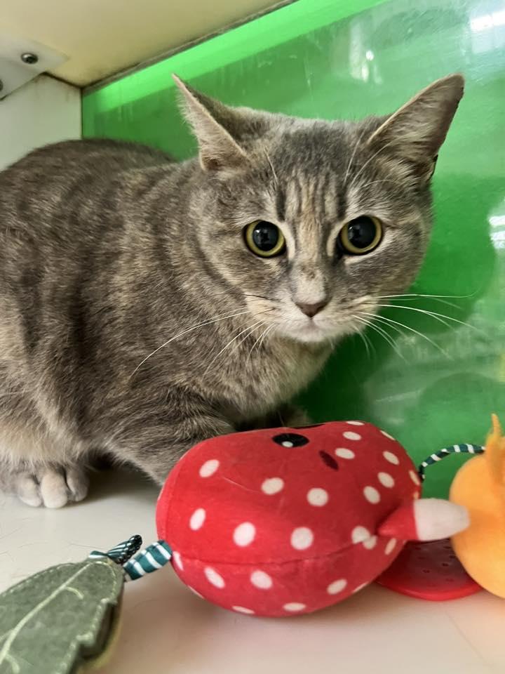 Chorus, a Adoptable Domestic Short Hair in Cleveland, OH image 6/6