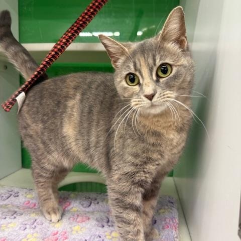 Chorus, a Adoptable Domestic Short Hair in Cleveland, OH image 1/6