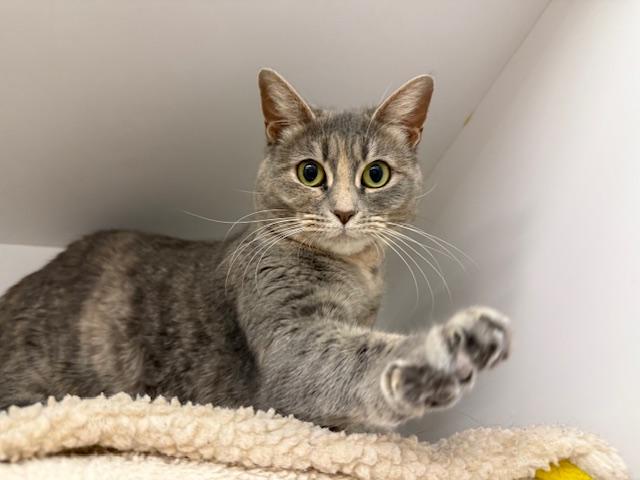 Chorus, a Adoptable Domestic Short Hair in Cleveland, OH image 4/6