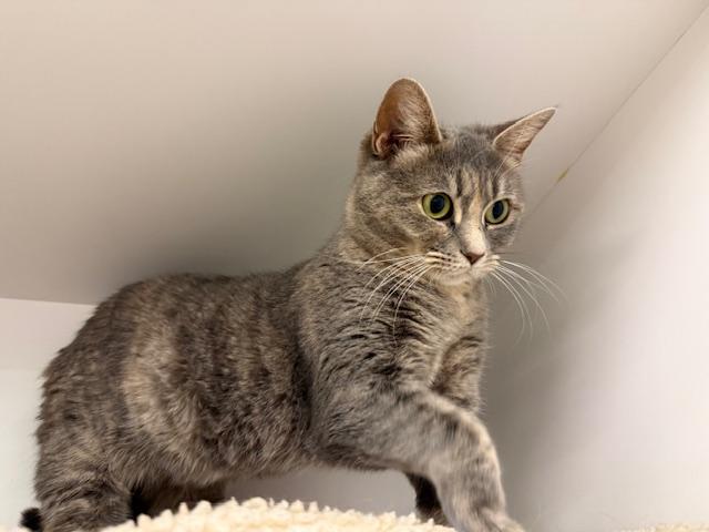 Chorus, a Adoptable Domestic Short Hair in Cleveland, OH image 3/6