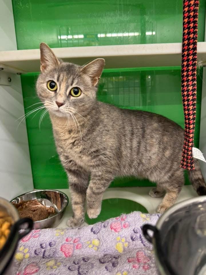 Chorus, a Adoptable Domestic Short Hair in Cleveland, OH image 2/6