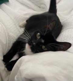 Enlarge Hadley, a ADOPTABLE Domestic Short Hair in Medfield, MA image 1/3